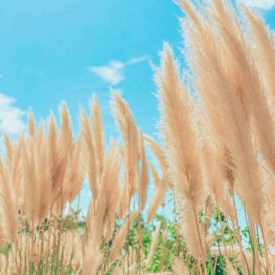厕所逃生vr游戏下载